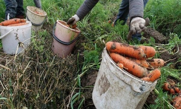 Выращивание моркови в ведре