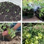 Характеристика и описание сорта томата Джина, выращивание и уход