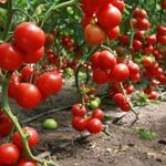 Характеристика сорта томатов Спрут сливка
