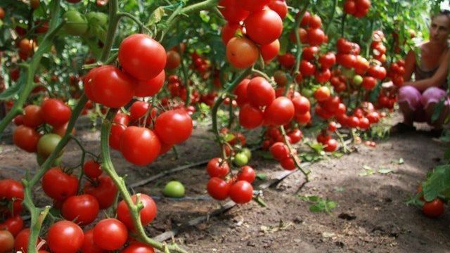Характеристика сорта томатов Спрут сливка