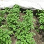 Как вырастить ранний картофель под агроволокном