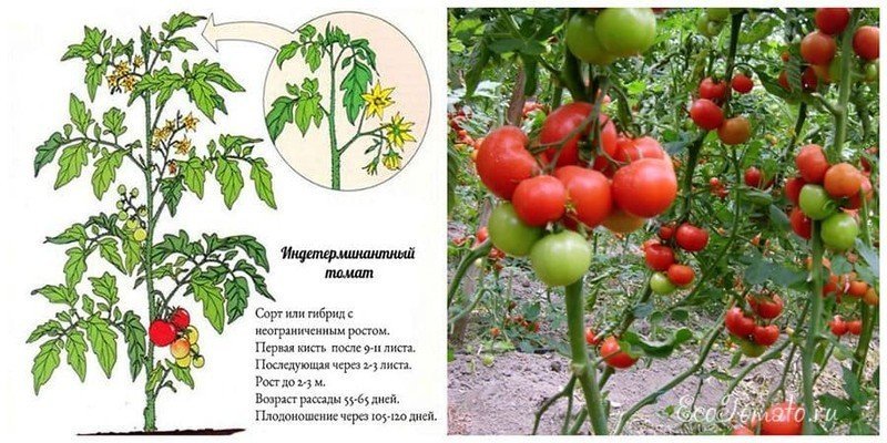 Черри томат детерминантный индетерминантный