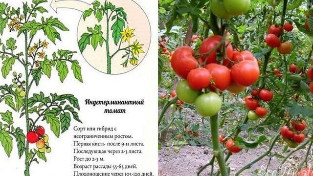 Какие крупноплодные сорта томатов используют для теплиц
