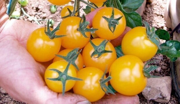 Черри желтые сорта помидоры раннеспелые