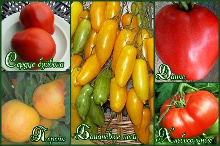 Сорта скороспелых томатов для открытого грунта в сибири