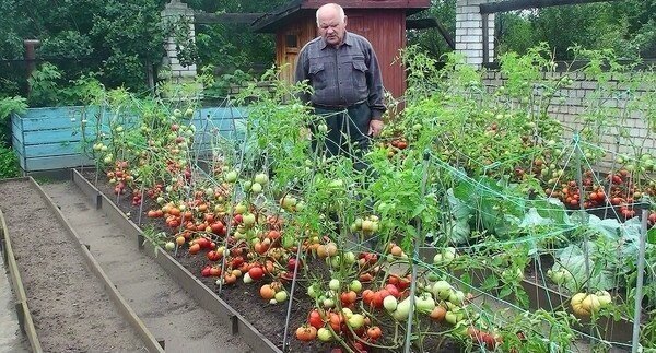 Владимир телицын помидоры
