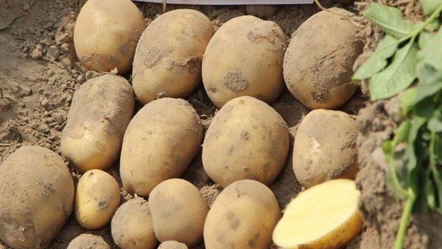 Лучшие в этом году: новые сорта картофеля на выставках