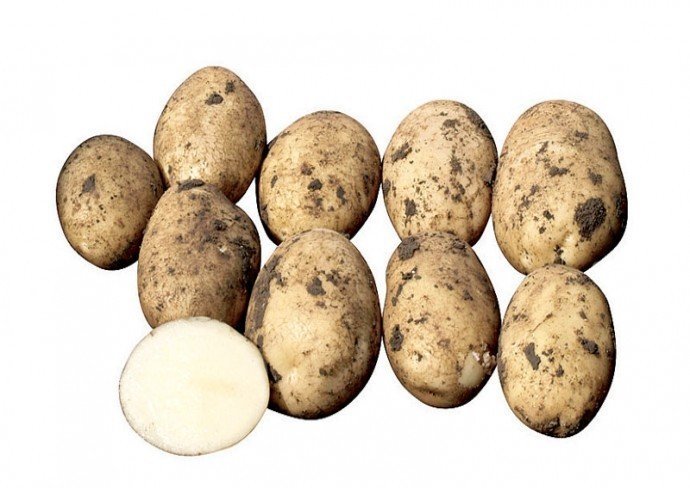 Сорт гретта картофель