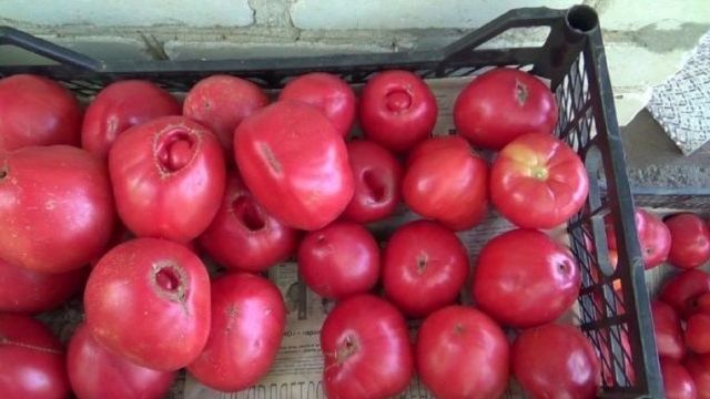 Лучший сорт сибирской селекции томат «Вельможа», описание, характеристики, рекомендации