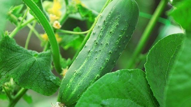 Огурец Изобильный F1 – описание и характеристики высокоурожайного гибрида