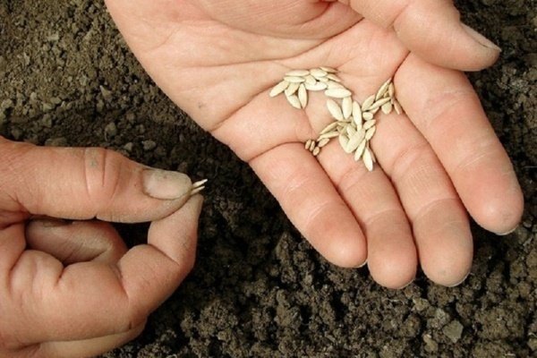 Посев огурцов в открытый грунт семенами