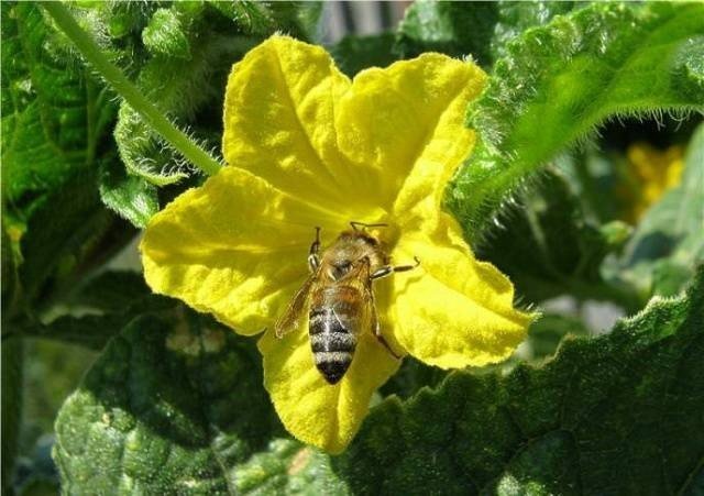 Теплица огурцов большой объем опыляется пчелами
