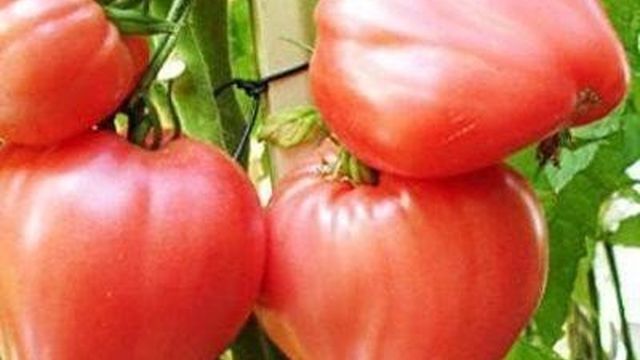 Описание раннеспелого томата Розовый спам и агротехника выращивания гибрида