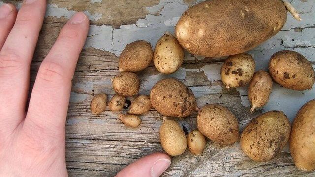 Почему картофель опять не уродился? 7 самых частых причин