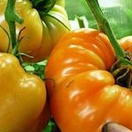 Помидоры Оранжевый Гигант: урожайность сорта и особенности выращивания