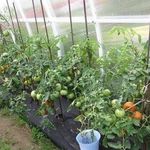 Порадует урожаем даже в неблагоприятных погодных условиях — томат «Снежный Барс»