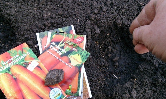 Посев моркови в лунки