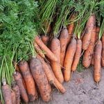 Посадка моркови осенью – для раннего урожая и консервации