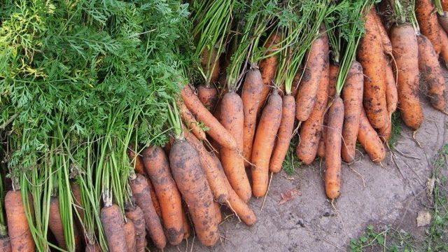 Посадка моркови осенью – для раннего урожая и консервации