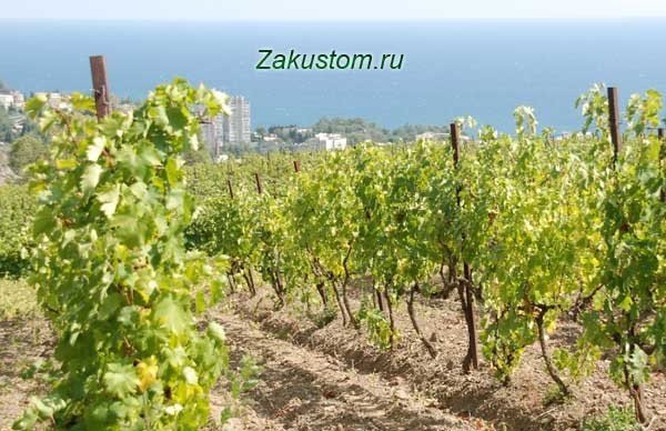Крымский виноградник