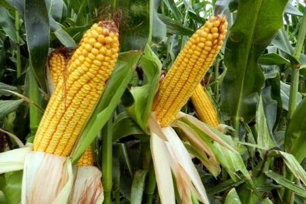 Кукуруза восковой спелости
