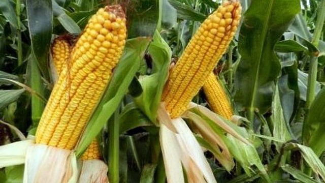 Правила и сроки уборки кукурузы на зерно в початках с полей