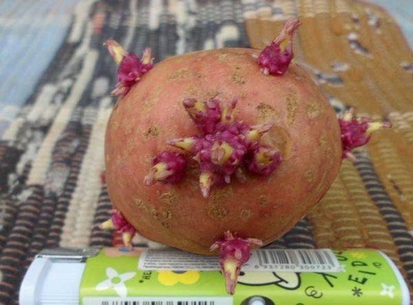 Картофель с розовыми ростками