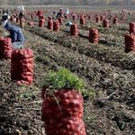 Правильные сроки посадки картофеля на Урале и в Сибири