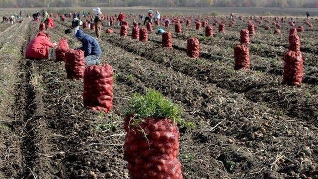 Правильные сроки посадки картофеля на Урале и в Сибири