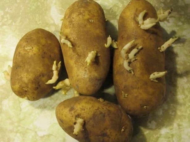 Проросший картофель