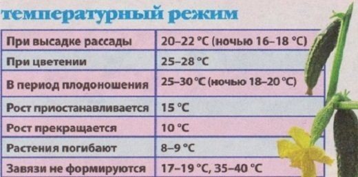 Температурный режим для рассады огурцов в теплице