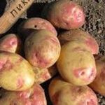 Разнообразный картофель «Лимонка»: описание сорта, фото, характеристика