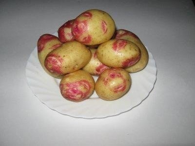Сорт картофеля иван да марья