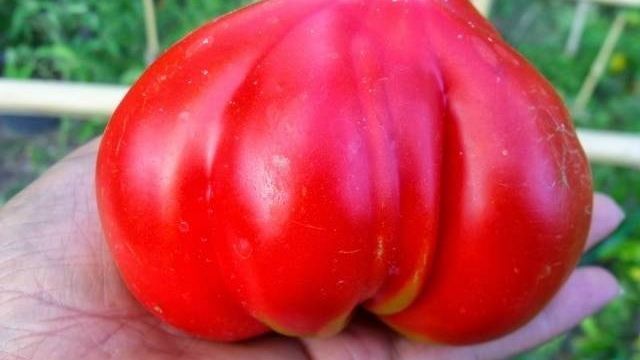 Сладковатый гигант с отсутствием недостатков — томат Любимый праздник