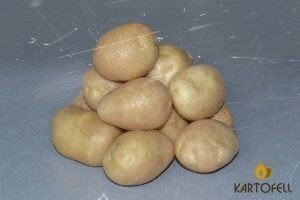 Картофель семенной метеор