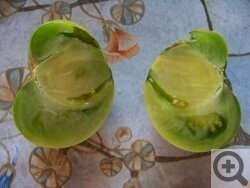 Сорт зеленых помидор малахитовая шкатулка