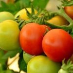 Сорт с ранним сроком созревания — томат Весенняя капель