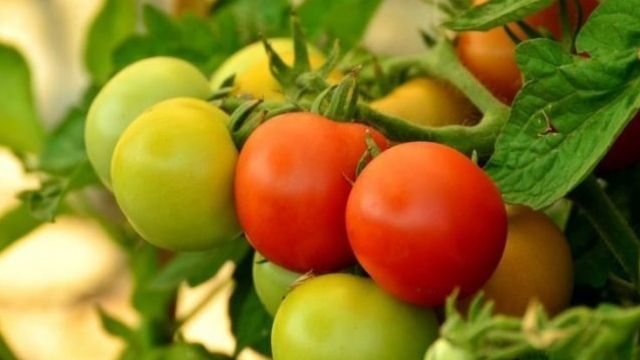 Сорт с ранним сроком созревания — томат Весенняя капель