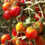 Сорт томата «Альфа» — безрассадный, суперранний помидор, описание и характеристики