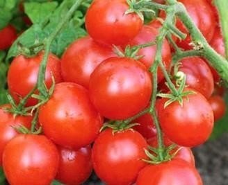Сорт помидор кривянский