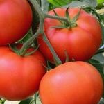 Сорта томатов для Подмосковья: вкусные, ранние, урожайные, крупноплодные, популярные