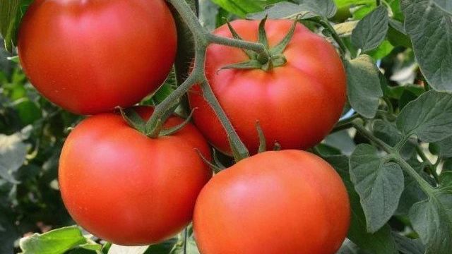 Сорта томатов для Подмосковья: вкусные, ранние, урожайные, крупноплодные, популярные