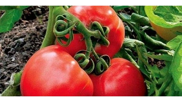 Суперсовременный гибрид — томат «Снеговик» f1