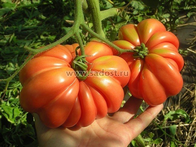 Сорта помидор для открытого грунта