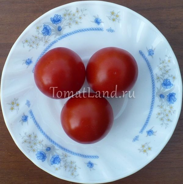 Сливка помидоры узбекистан