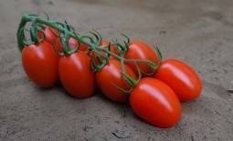 Томаты помидоры черри ардилес