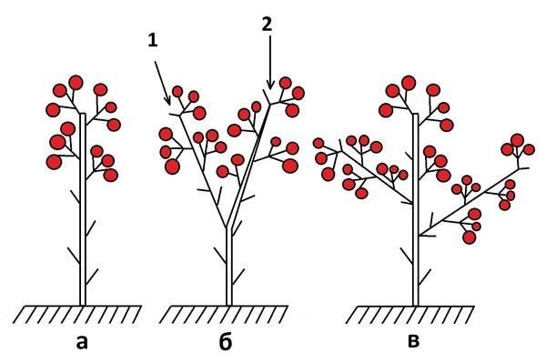 Схема формирования томатов индетерминантных сортов
