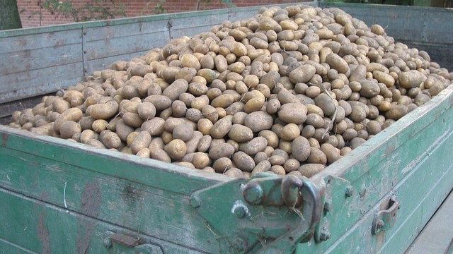 Бизнес-план по выращиванию картофеля в Краснодарском крае