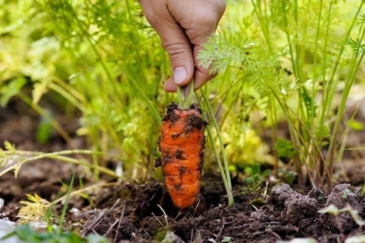 Морковь из земли
