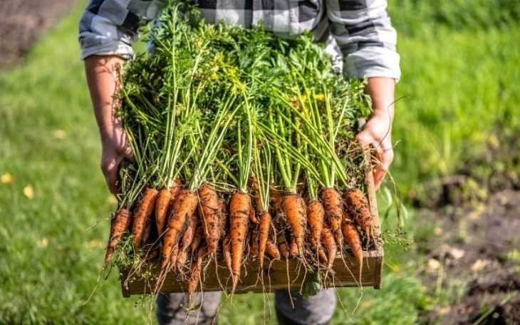 Морковь овощная культура
